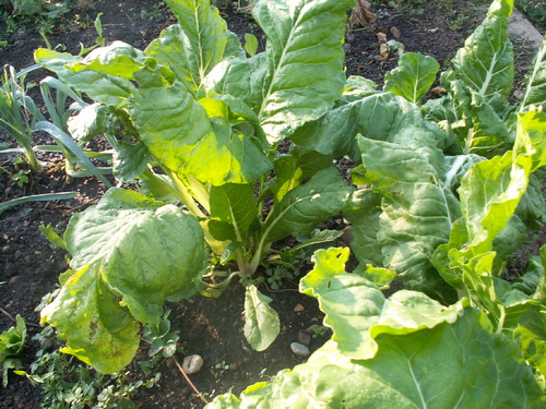 Assurance-l&eacute;gume