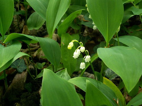 En fait, pourquoi encore aller au culte en présentiel?