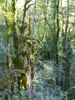 Fant&ocirc;mes verts
