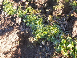 Jardin en fin d'hiver