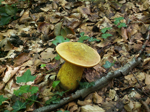 Bois de Ch&ecirc;nes