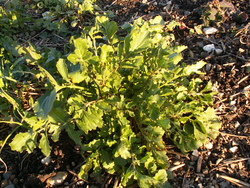 Tr&eacute;sors survivants!