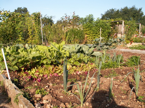 Chroniques du potager 11