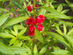 Les fleurs de Pa Nii