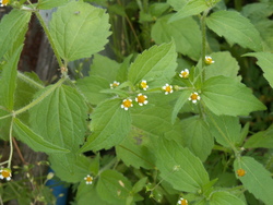 Chronique du potager 9